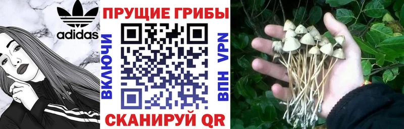 Галлюциногенные грибы MAGIC MUSHROOMS Великий Новгород
